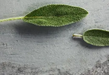 Adaçayının Faydaları Nelerdir Adaçayı Neye İyi Gelir