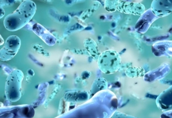Lactobacillus Plantarum Nedir? Faydaları Nelerdir?