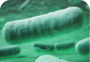 Hafnia alvei HA4597™ Sindirim Sistemini Nasıl Destekler?