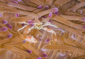 Lactobacillus Nedir? Lactobacillus Faydaları